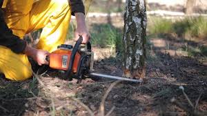 Best Arborist Consultation Services  in North Beach, MD