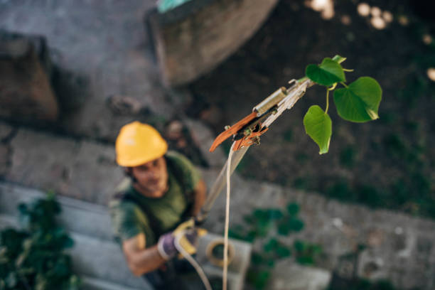 Best Fruit Tree Pruning  in North Beach, MD